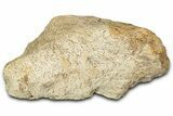 Dinosaur (Triceratops) Frill Shield Section - Montana #347971-1